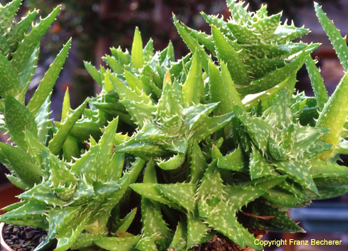 Aloe juvena