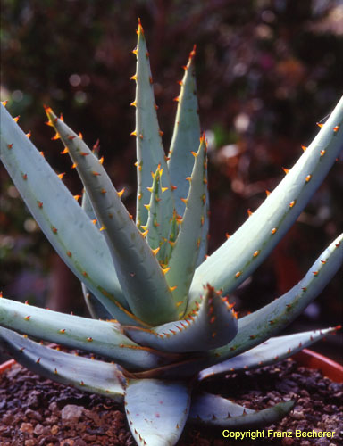 Aloe pachygaster