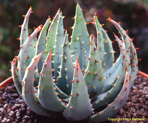 Aloe peglerae 1