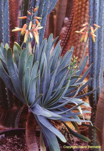 Aloe plicatilis