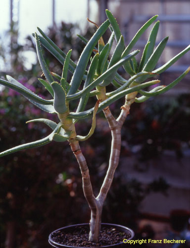 Aloe ramosissima