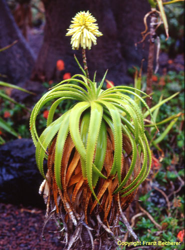 Aloe spez. gelbe Blüte