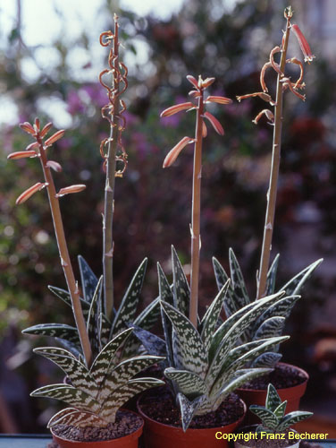 Aloe variegata