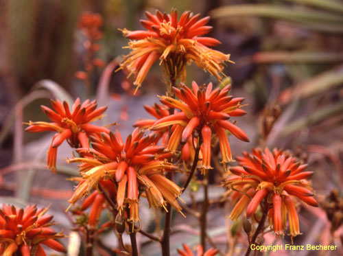 Aloe vera Blüten