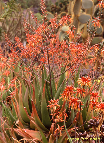 Aloe vera