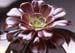 Aeonium arb var atropurpurea 2 Rosette