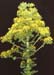 Aeonium arboreum 2 Blütenstand