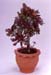 Aeonium arboreum var atropurpurea 1