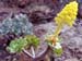 Aeonium hylochrysum 1