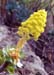 Aeonium hylochrysum Blüte 1