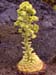 Aeonium tabulaeforme Blüte