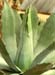 Agave potatorum 2