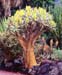 Aloe dichotoma Baum