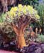 Aloe dichotoma Baum