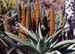 Aloe ferox orange Blüte