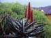 Aloe ferox rote Blüte Regen