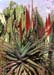 Aloe ferox rote Blüte